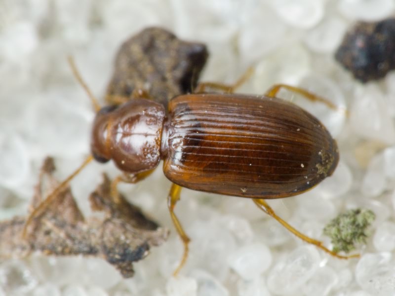 Bradycellus harpalinus (Audinet-Serville, 1821)